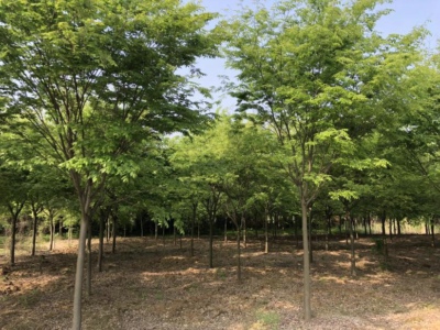 苗木价格评估