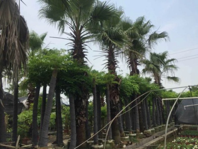 苗木价格评估