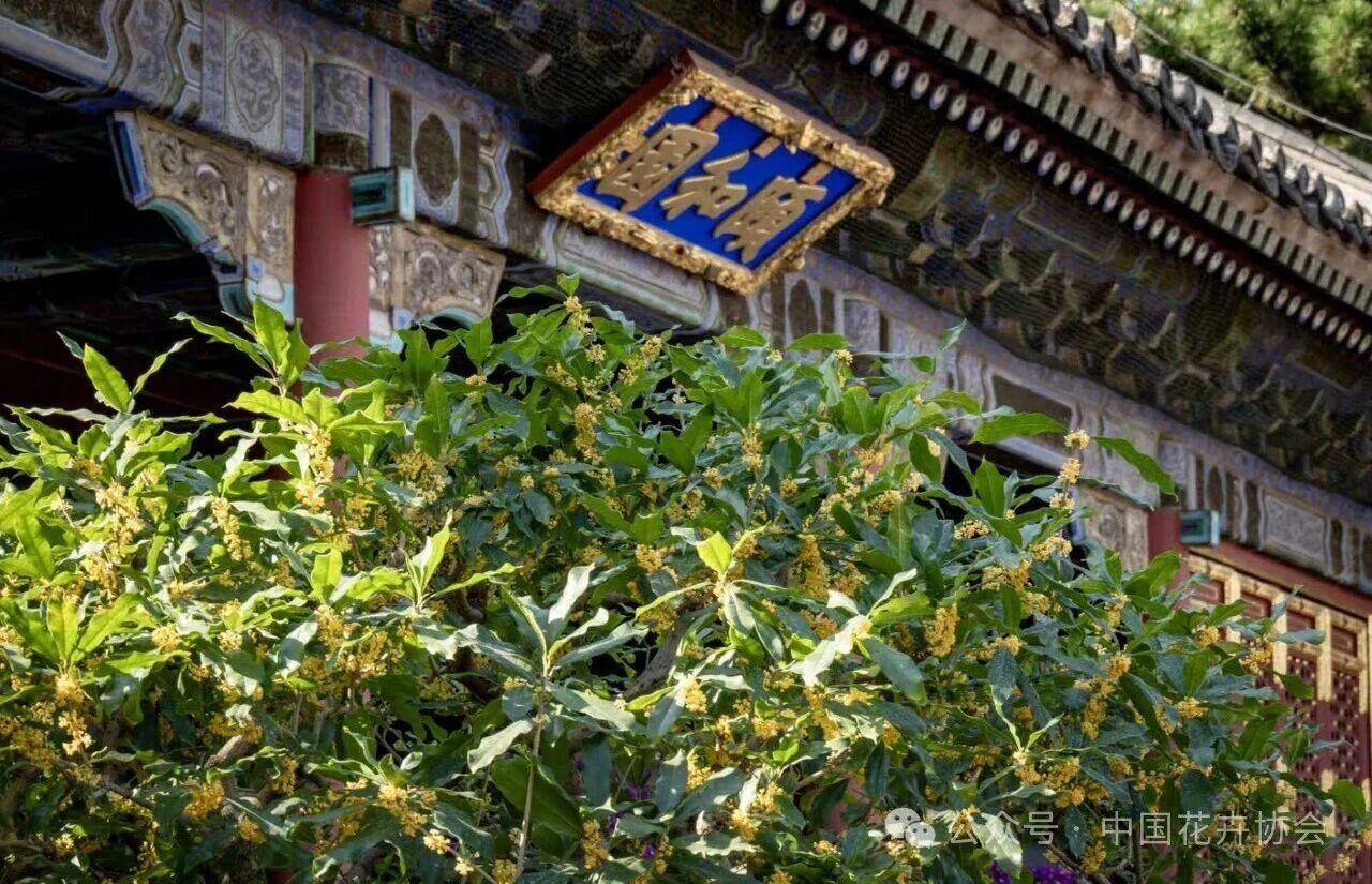 树木3-2-1.jpg